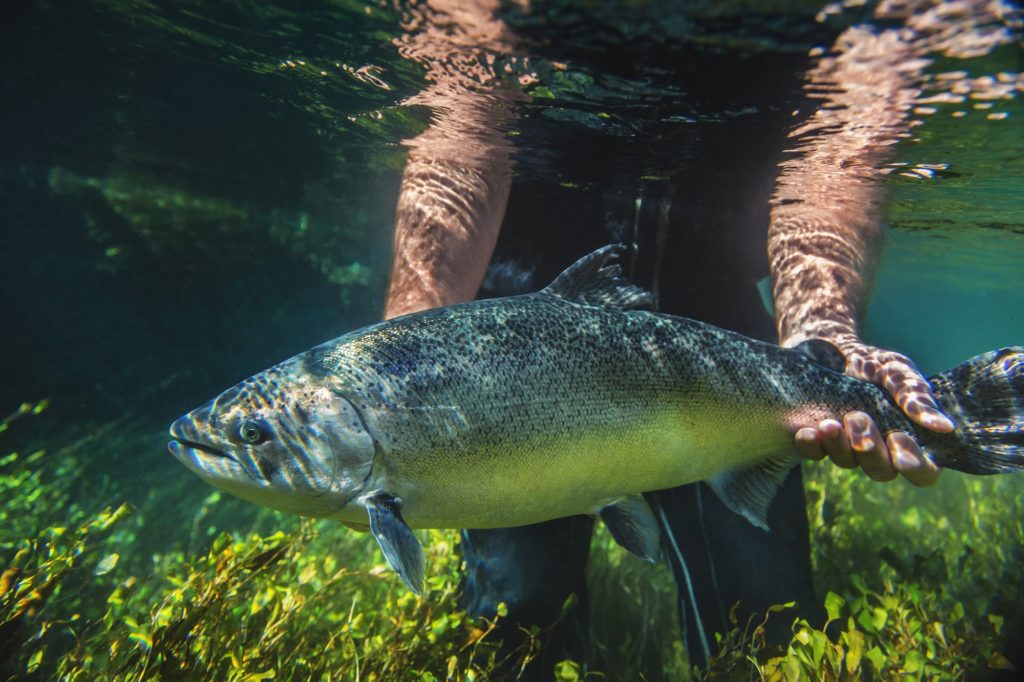 Large salmon being held underwater by farm worker