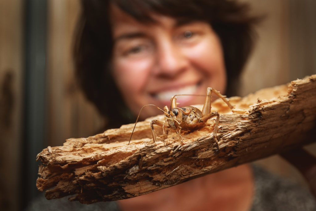 Giant weta with womans face behind