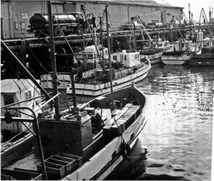 Port Nelson 1974 fishing boats (Photo The Prow)