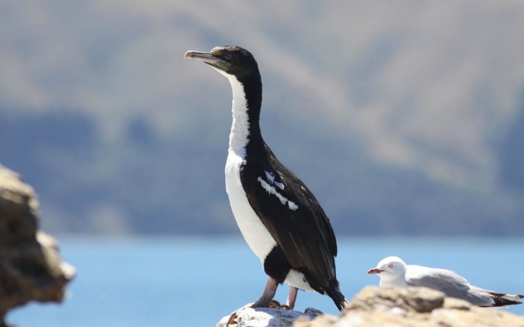 King Shag population increases in Marlborough