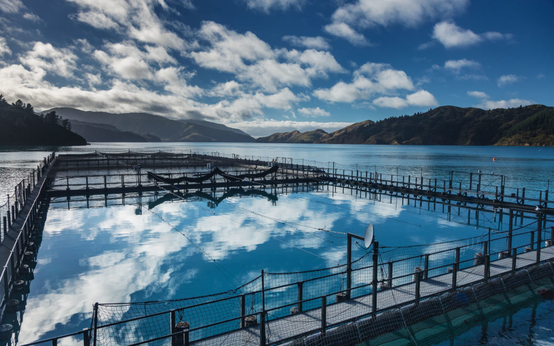 NZKS wins two Seafood Stars Awards