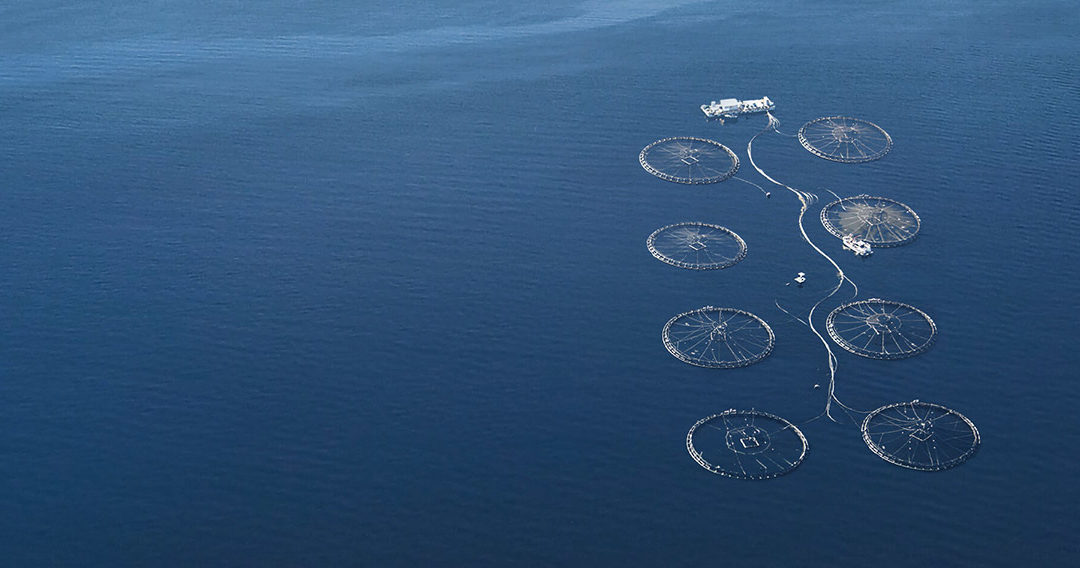 NZKS Granted Consent to Farm in the Open Ocean