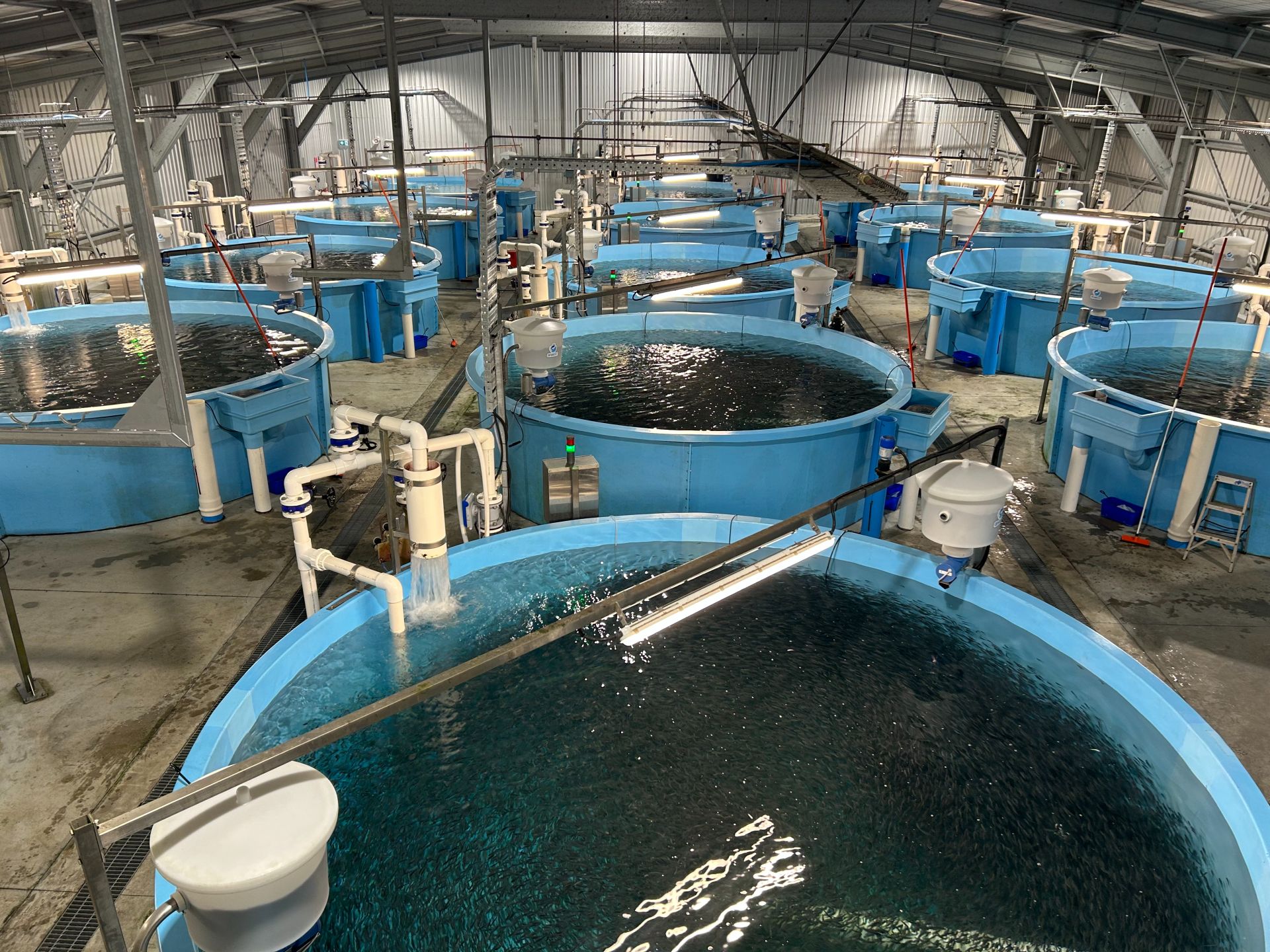 freshwater_salmon_smolt_facility_nzkingsalmon A large room with many round blue tanks containing salmon smolt at new zealand king salmon<br />