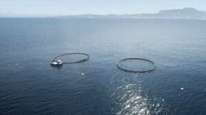 two open ocean pens for salmon farming, in the middle of the sea, off the coast of New Zealand