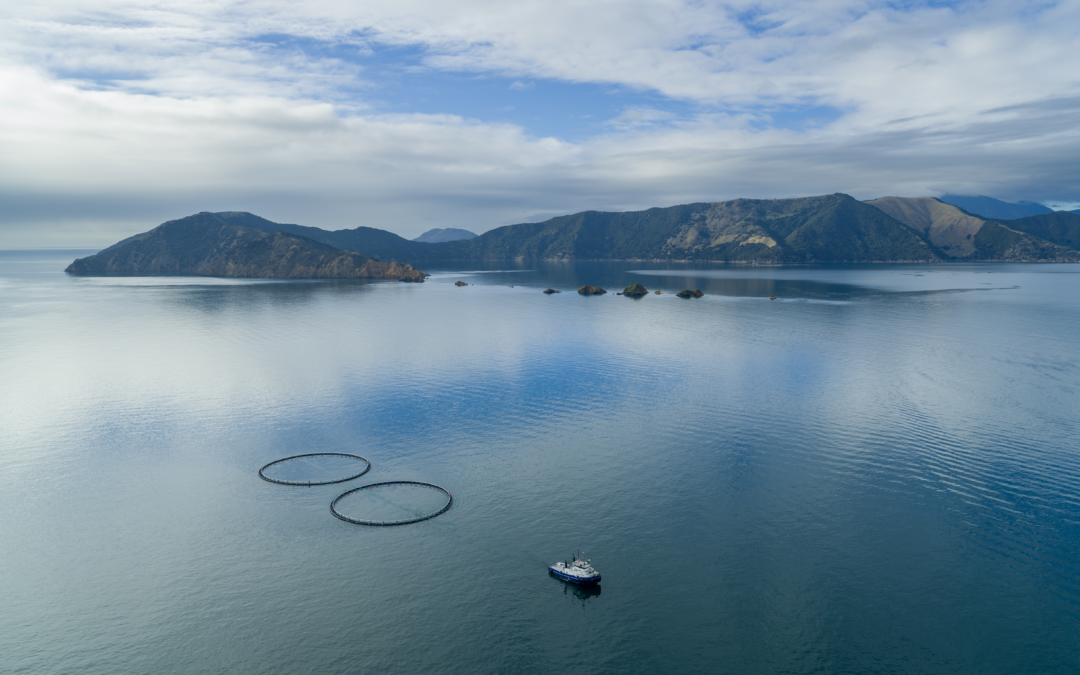 NZKS Announces Financial Results and Significant Progress On Growth Plan