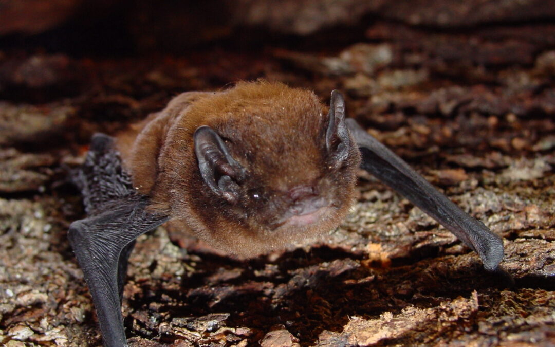 New Zealand King Salmon supports local recovery efforts for New Zealand’s native long-tailed bat