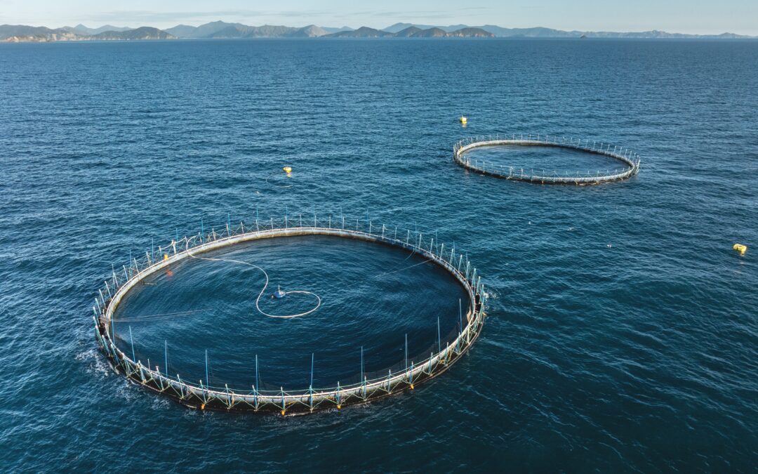 New Zealand King Salmon marks major milestone with Blue Endeavour pilot farm opening